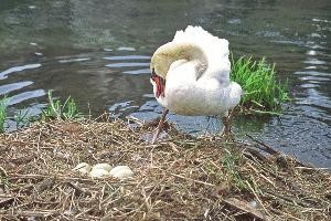 Bild Schwan am Ufer mit Nest